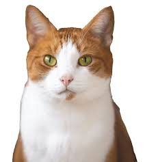‪Adoptable Cats - Lewis Clark Animal Shelter‬‏