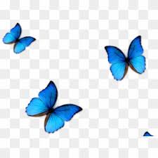 Blue Butterfly Png Transparent For Free Download Pngfind Please wait while your url is generating. blue butterfly png transparent for free