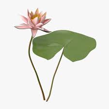 Water Lily 02 3d Model Ad Lily Water Model Water Lily Water Modeling Hand Drawn Icons