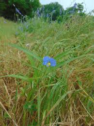 Image result for Commelina