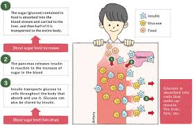 The Relationship Between Blood Sugar Level And Gi Otsuka