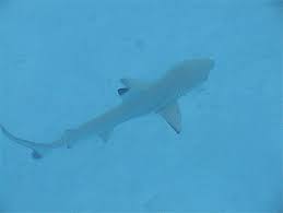 Anyway, it's a stuffed animal of a shark. Bebe Requin Plongee Mer Poissons Animaux Lankanfinolhu Atoll De Male Nord Maldives Routard Com