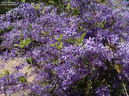 Image result for Volusia resupinata