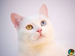 For the turkish angora, the crowning glory is their fur. Turkish Angora Cat Breed Ukpets