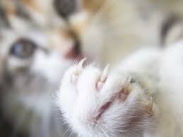 You might see more claw sheaths lying around on or near your cat's. Cats And Claw Shedding Pets4homes