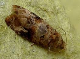 Image result for Lobesia botrana grapevine