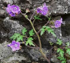 Image result for Faurea intermedia