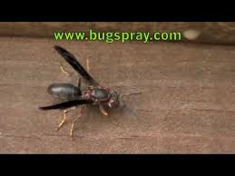 Any type of liquid works, from soda or fruit juice to sugar water. Wasp Treatments And Repellent Sprays For Use On The Home And Garden