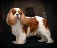 Breeders Greg Heidi Mohn Northwest Washington State King Charles Cavalier Spaniel Puppy Cavalier King Charles Dog King Charles Dog