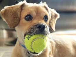 This video is sponsored by barkbox! How To Train Your Dog To Fetch