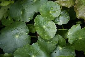 Image result for Hydrocotyle bonariensis