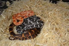 A wide variety of exotic pet reptiles options are available to you, such as sustainable. Baby Corn Snakes Corn Snakes For Sale Snakes For Sale Corn Snake