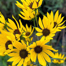 Image result for Helianthus angustifolius