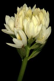 Image result for Orthochilus