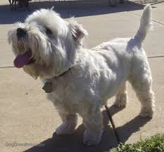 west highland white terrier dog breed information and pictures