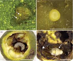 Image result for Ruspolia sp. no. 1 (Biegel 5407)