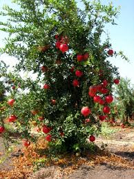 In the united states, these trees are cold hardy to usda hardiness zones 8 to 10 without damage, according to the clemson university extension. Pomegranate Room Home Care