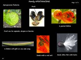Image result for Apocynaceae subfamilies Apocynoideae and Rauvolfioideae