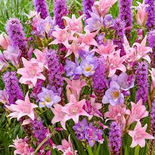 Colors Of The Wind Blend Liatris Freesia K Van Bourgondien Liatris Flower Farm Showy Flowers