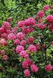 Pin On Plants And Plant Combinations