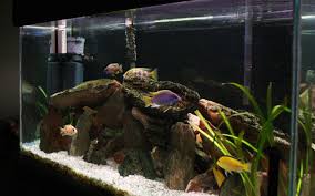Unfortunately, many fish shops this resource does not display every cichlid species. 10 Best African Cichlids Tank Mates Aquariumnexus