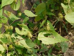 Image result for Triumfetta annua