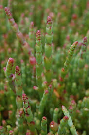 Image result for Halosarcia