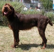 Pudelpointer Info Temperament Puppies Pictures Rock Creek Pudelpointers Home Facebook 8 Best Pudelpointer Awesomeness Dog Breeds Dog Breeds Pictures Puppies