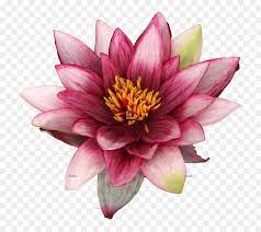 Nel pacchetto troverete le immagini per la stampa come figure sopra. Giglio Di Acqua Embryophyta Fiori Piante Acquatiche Petalo Decorazione Scaricare Png Disegno Png Trasparente Fiore Png Scaricare