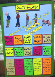 مراحل نمو الانسان Education Flower Diy Crafts Kids