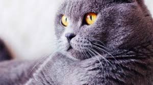 In america, prices for persian kittens range from what is the personality of a persian cat? Top 10 Indoor Cat Breeds Bow Wow Meow Pet Insurance