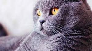 The biggest feature available in these breeds of cats is alternative names: Top 10 Indoor Cat Breeds Bow Wow Meow Pet Insurance