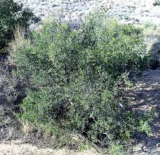 Image result for Diospyros mweroensis