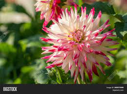 Cacti (the bigger ones, at least) are well known even to those who have little interest in horticulture, likely in part because hollywood westerns turned cacti into iconic despite their close relationship, there are some important differences between cacti and succulents Close Beautiful Image Photo Free Trial Bigstock