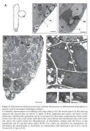 Chloroplasts are organelles (compartments) found in plant cells and eukaryotic algae that conduct photosynthesis. Analysis Of Chlorophyll Fluorescence Reveals Stage Specific Patterns Of Chloroplast Containing Cells During Arabidopsis Embryogenesis