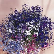Lobelia Flower Garden Seeds Regatta Series Color Mix 1000 Seeds Trailing Annual Flower Gardening Seed Lobelia Erinus Walmart Com Plants Lobelia Flowers Plants For Hanging Baskets