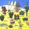Find a camel and a cactus and all kinds of different animals. 1