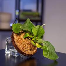 Image result for Platycerium elephantotis