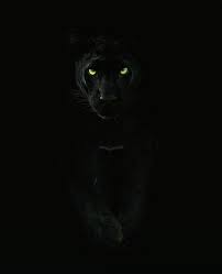 .macan kumbang hitam kumpulan gambar binatang gambar wallpaper macan kumbang hitam 2019 oleh gambarbinatang info beragam kumpulan gambar hewan foto binatang peliharaan hewan unik burung aneh satwa liar ekogeo macan kumbang di tengah hutan macan kumbang. Gabriel Muniz Gabriel98tropic Perfil Pinterest