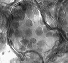 光で動く葉緑体 みんなのひろば 日本植物生理学会