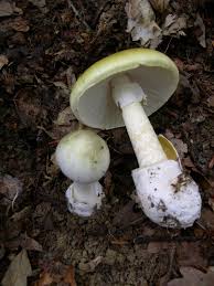 Early treatment of carious lesions. Mushroom Poisoning Wikipedia