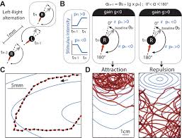 Traffic management concepts for freeways. Continuous Lateral Oscillations As A Core Mechanism For Taxis In Drosophila Larvae Elife