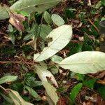 Image result for Anthonotha macrophylla
