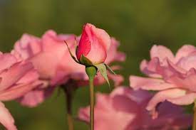 Bingkai bunga ros dan menyebarkan senyuman. Bunga Ros 1024x768 Wallpaper Teahub Io