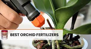 Knowing whats bad and whats good can be something of a minefield. 6 Best Orchid Fertilizers Types Fertilization Tips And Faqs Embracegardening