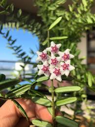 Image result for Justicia engleriana