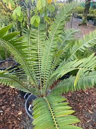 Image result for Encephalartos chimanimaniensis