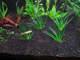 Image result for Eriocaulon buchananii