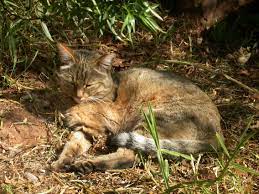 Felis Silvestris Lybica African Wildcat African Wild Cat Wild Cats Feral Cats