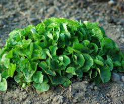 Image result for Centella asiatica